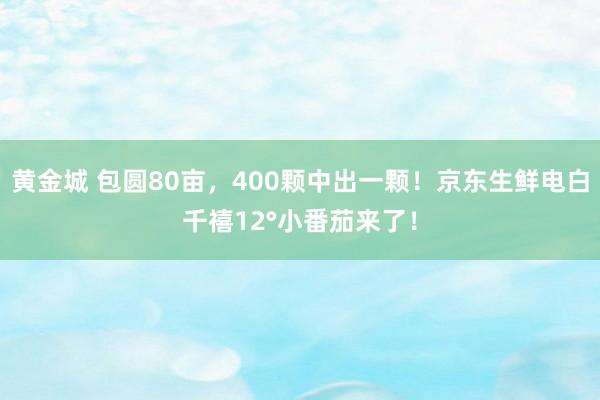 黄金城 包圆80亩，400颗中出一颗！京东生鲜电白千禧12°小番茄来了！